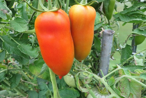 tomate dans le jardin