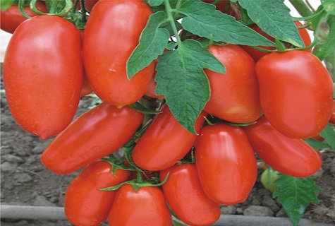 tomato and leaves