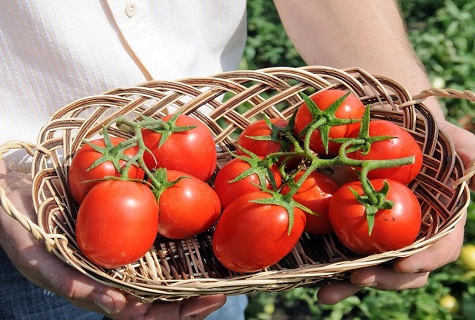 tray with tomato