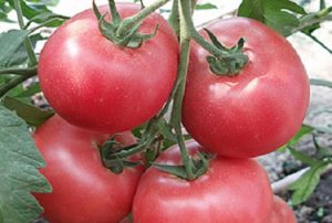 Ciri dan keterangan mengenai varieti tomato Betalux