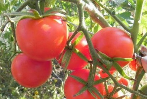 tomato branch