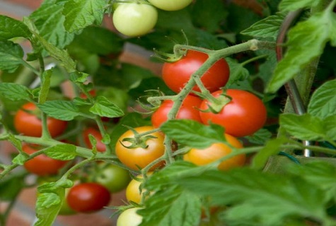 tomato di dalam semak