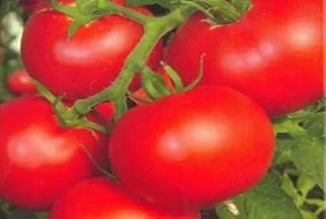 lima biji tomato