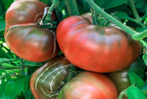 tomate concassée