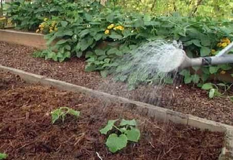 watering cucumbers