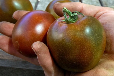 tomato variety Black Prince