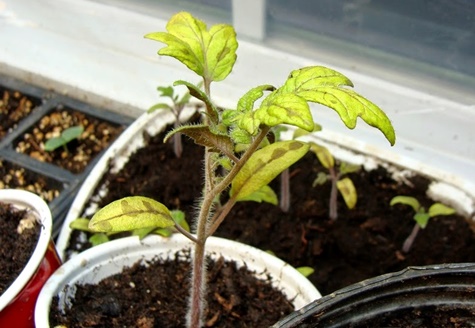 yellow tomato seedlings