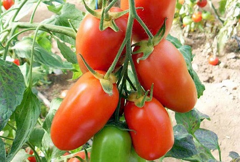 fruta de tomate