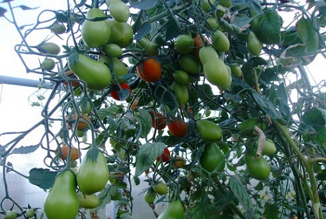 tomates en invernadero