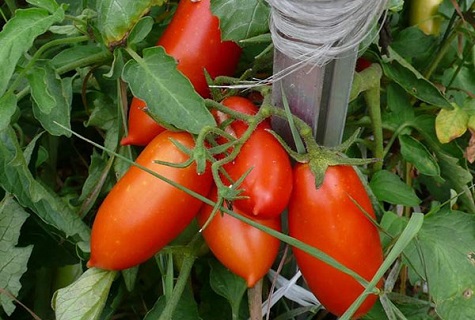 tomate attachée