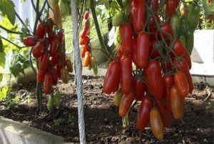 Ciri dan keterangan mengenai varieti tomato Zhigalo, hasilnya