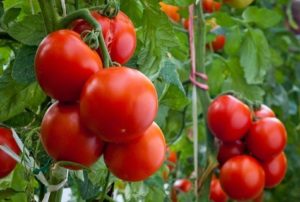 Ciri dan keterangan mengenai varieti tomato Gilgal