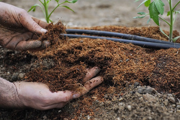 earth in hands