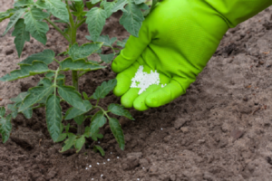 Quels engrais et quand utiliser pour nourrir les tomates dans une serre