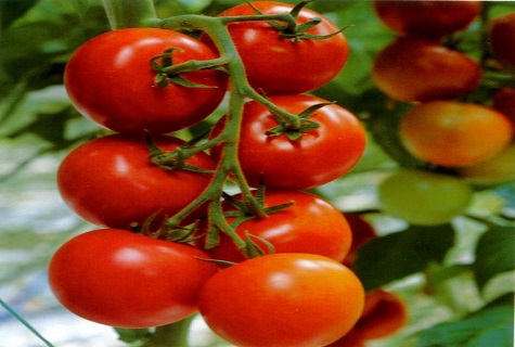 verduras para ensalada