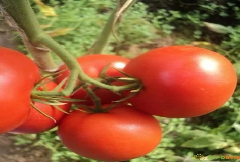 on top of the tomato