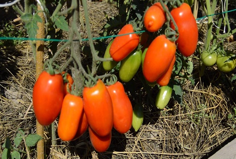 early tomato