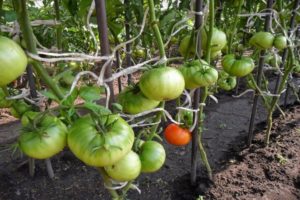 Produktiviti, ciri dan keterangan pelbagai jenis tomato Kubyshka