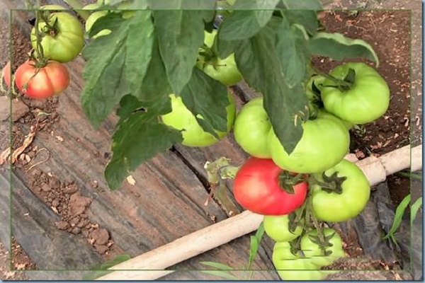 jardinier sur la tomate