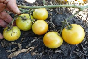 Caractéristiques et description de la variété de tomate Long Keeper, son rendement