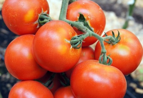 tomato Martha F1 in the garden