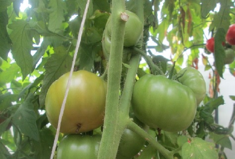 légumes verts