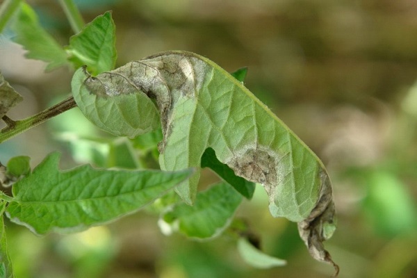 hoja enrollada