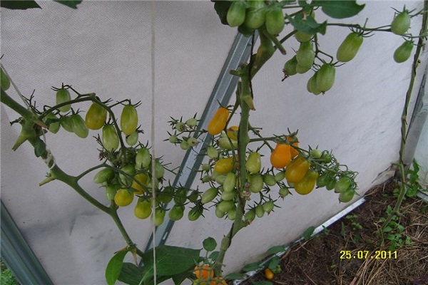 in greenhouse conditions