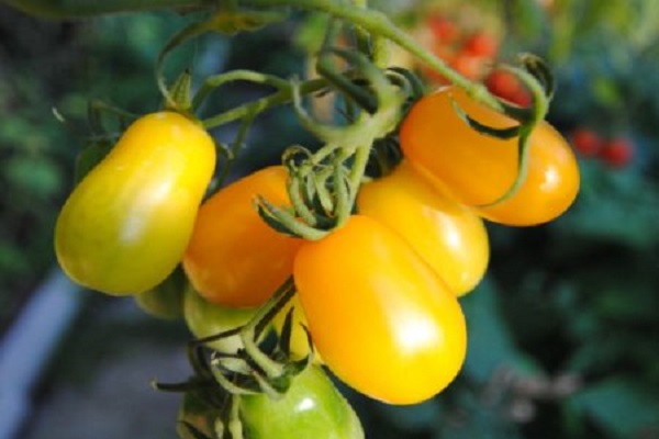 bonbons aux légumes