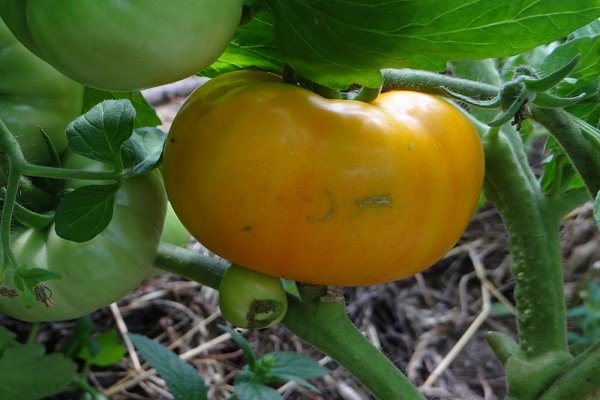 fruit jaune