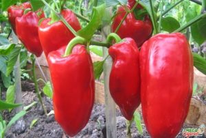 Characteristics and description of peppers of the Podarok Moldova variety