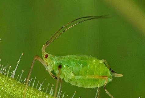 green pest