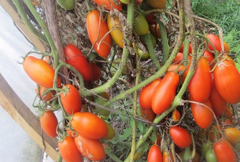 lots of tomato