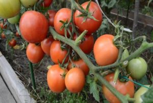 Ciri dan keterangan mengenai varieti tomato Nikola, hasil