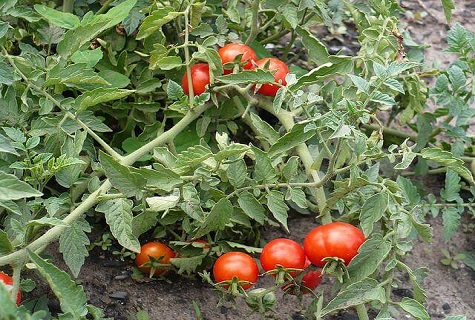 tomate de arbusto