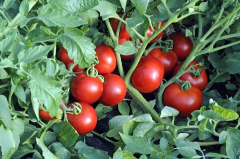 tomato Catherine in the garden