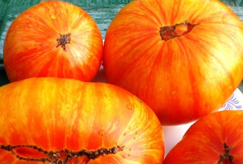 tomates roi de beauté