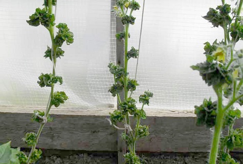 tomato seedlings