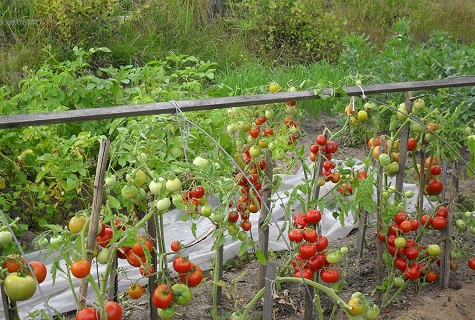 bed of tomato stick