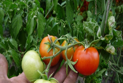 verduras en la mano