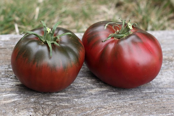 tomate du docteur