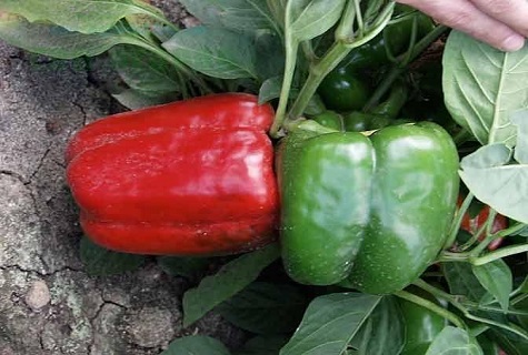 hercules pepper