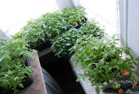 seedling baskets