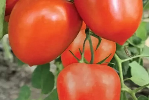 légumes prêts à l'emploi