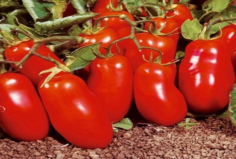 tomates en piedras