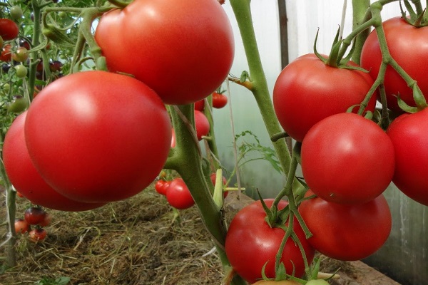 légumes de serre