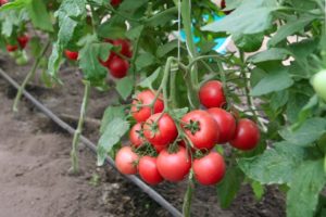 Caractéristiques et description de la variété de tomate Cadeau pour femme