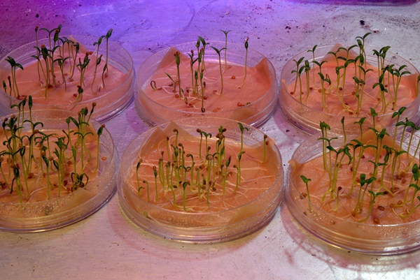 proceso de germinación de tomate