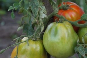 Description et caractéristiques de la variété ultra-précoce de tomate Raja