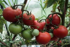 Characteristics and description of the tomato variety Rhapsody